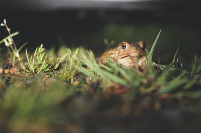 布朗在绿色草地上的青蛙

